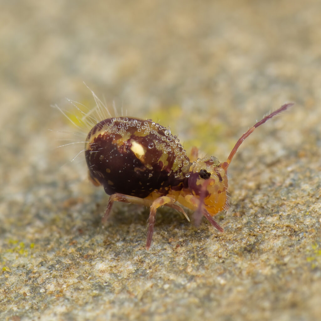 Bunter Kugelspringer (Dicyrtomina ornata)