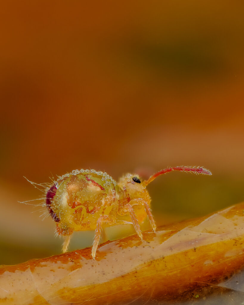 Bunter Kugelspringer (Dicyrtomina ornata)