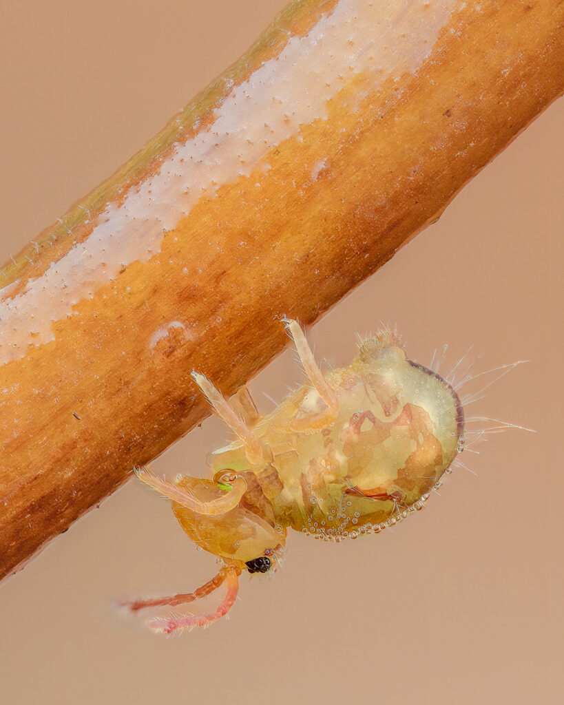 Bunter Kugelspringer (Dicyrtomina ornata)