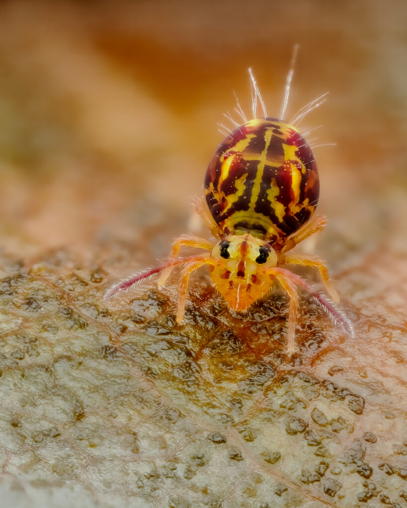 Bunter Kugelspringer (Dicyrtomina ornata)