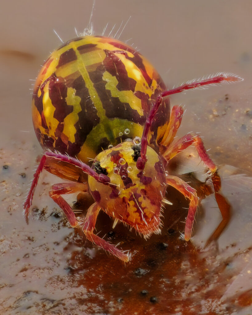 Bunter Kugelspringer (Dicyrtomina ornata)
