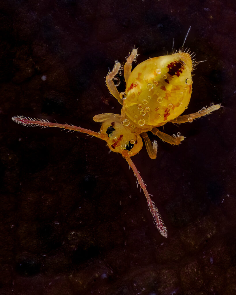 Bunter Kugelspringer (Dicyrtomina ornata)