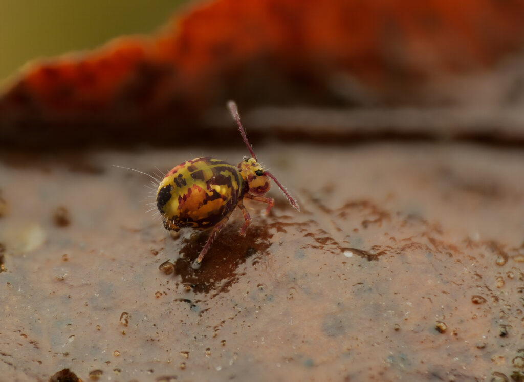 Bunter Kugelspringer (Dicyrtomina ornata)