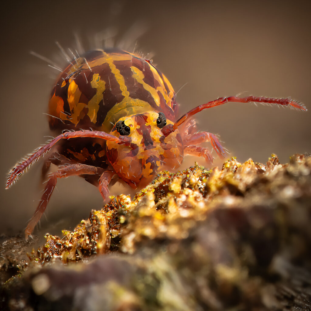 Bunter Kugelspringer (Dicyrtomina ornata)