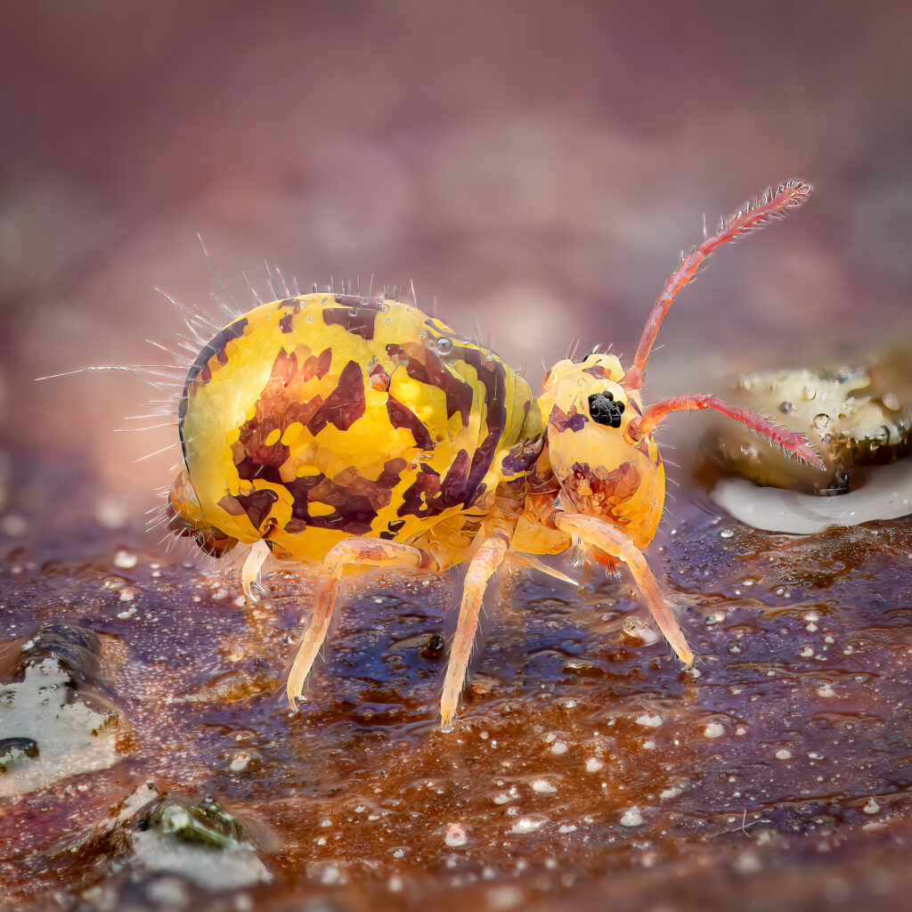Bunter Kugelspringer (Dicyrtomina ornata)