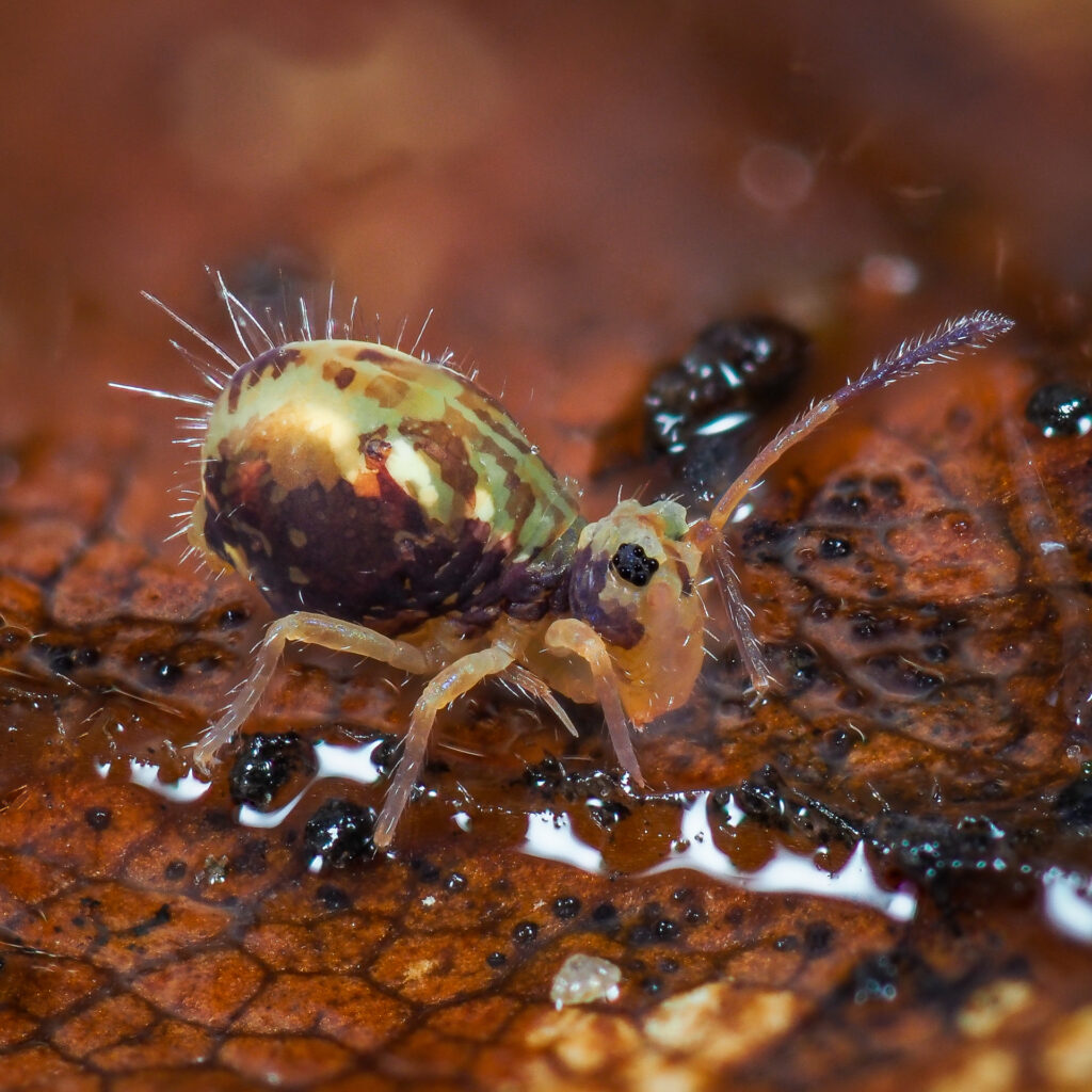 Dicyrtomina saundersi