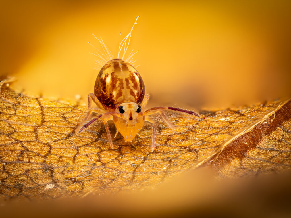 Dicyrtomina saundersi