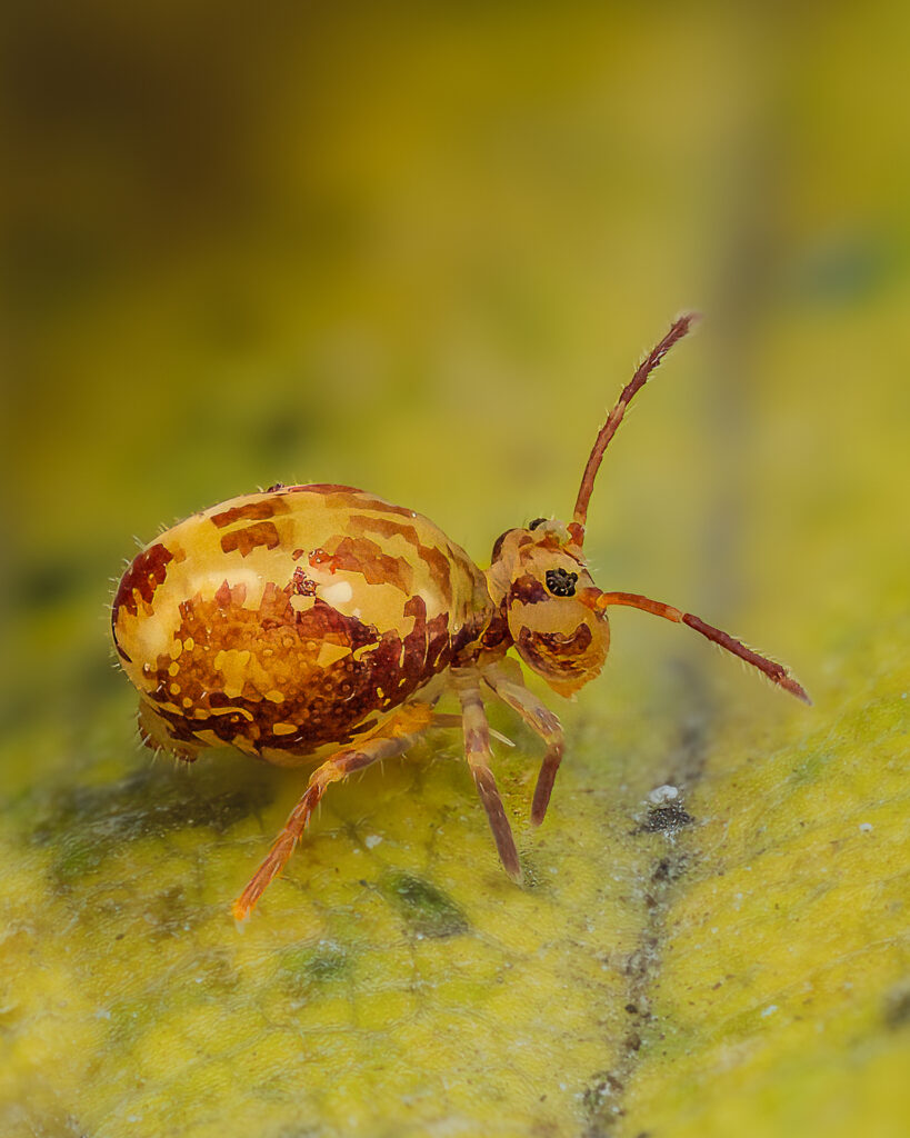 Dicyrtomina saundersi