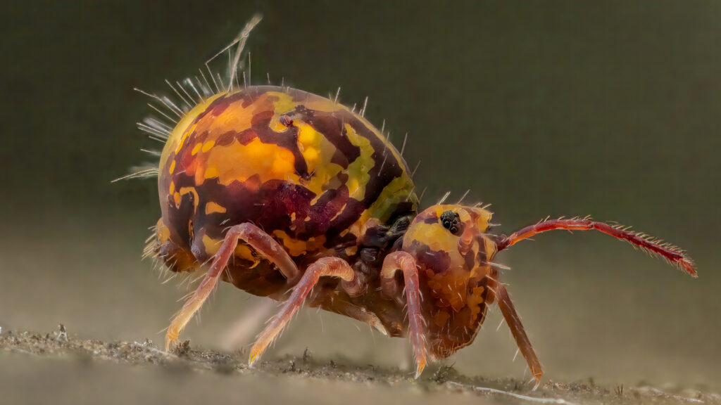 Dicyrtomina saundersi