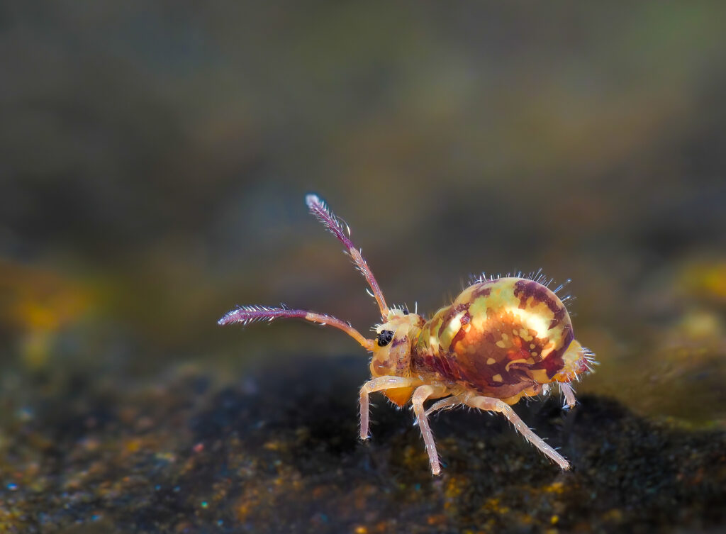 Dicyrtomina saundersi