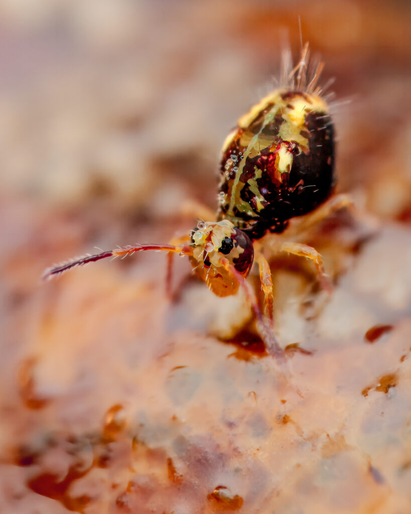 Dicyrtomina saundersi