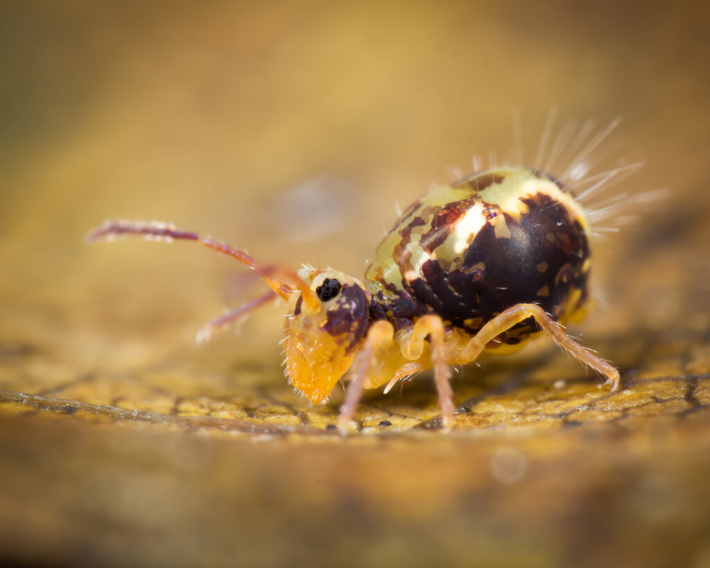 Dicyrtomina saundersi