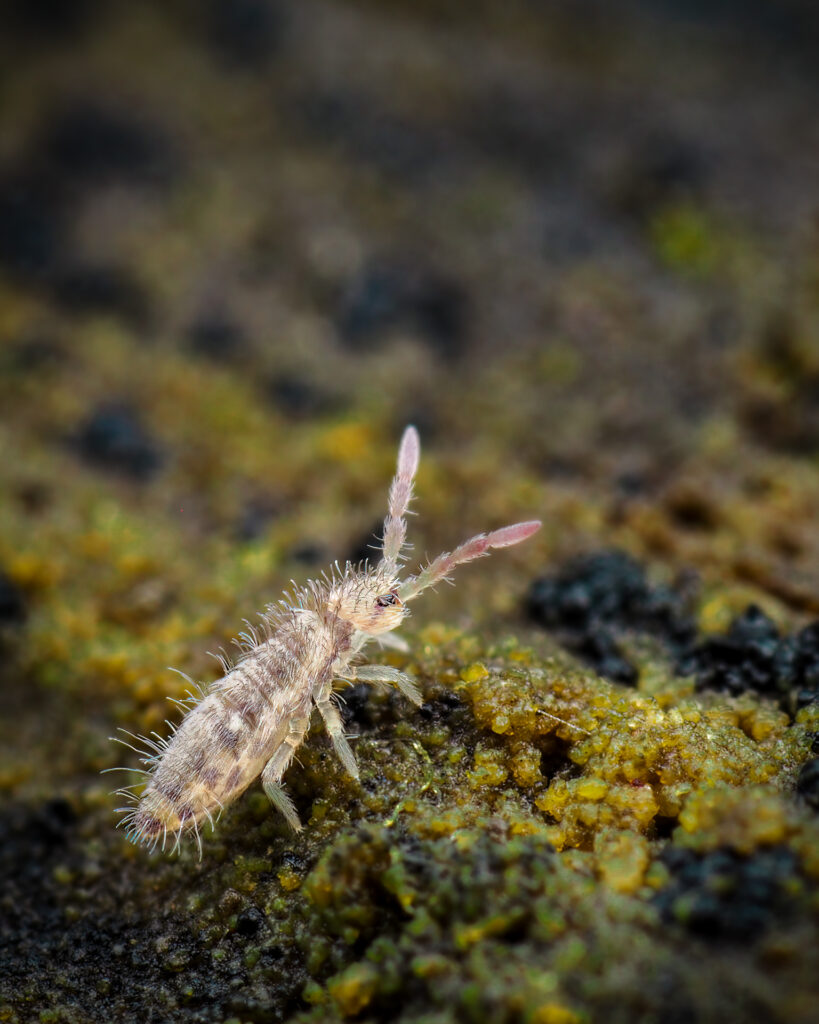 Entomobrya sp.