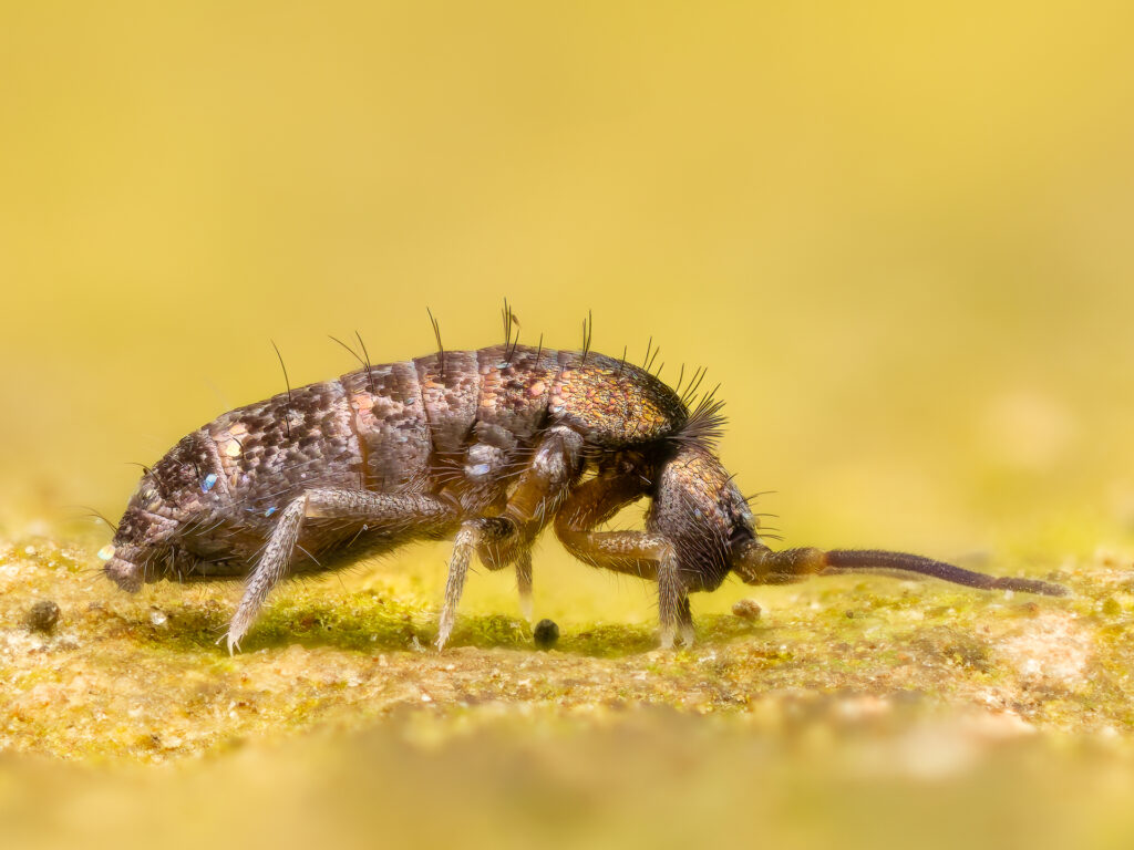 Glänzender Springschwanz (Tomocerus vulgaris)