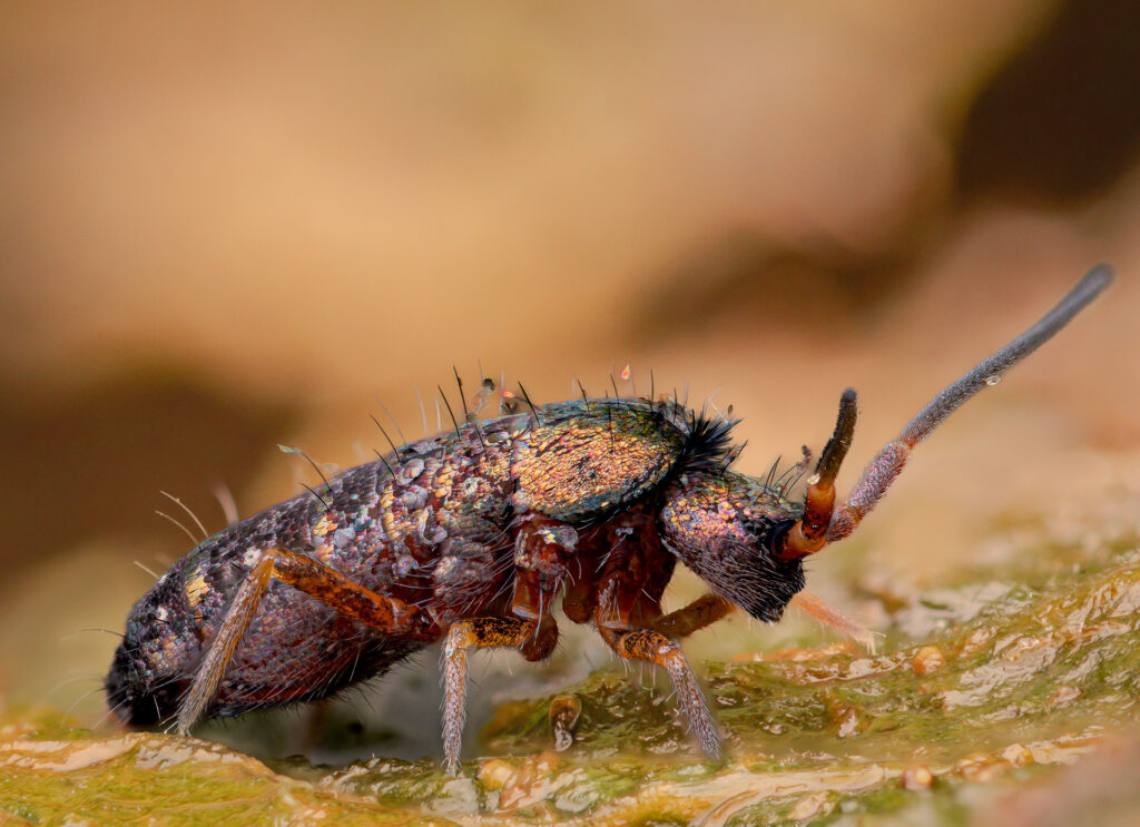 Glänzender Springschwanz (Tomocerus vulgaris)