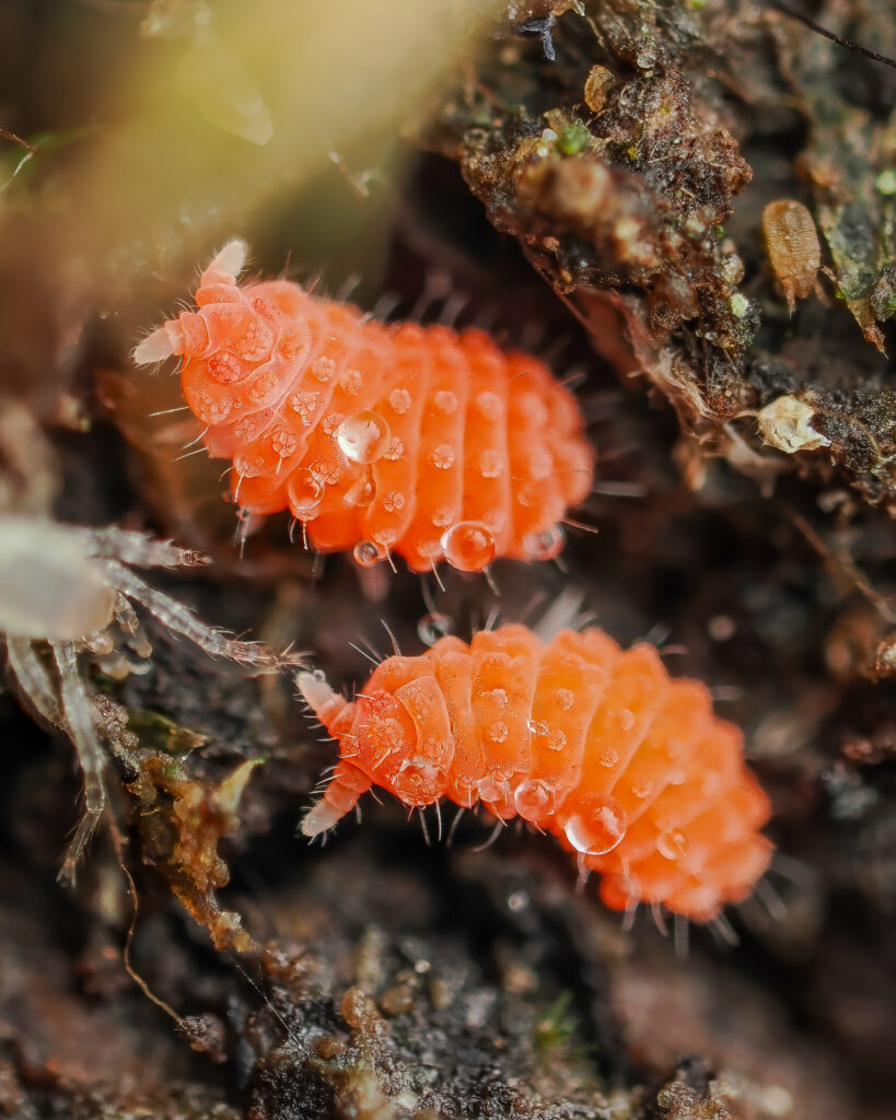 Rötliche Springschwänze (Bilobella braunerae)