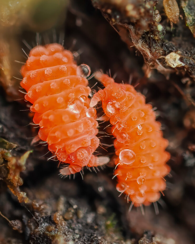 Rötliche Springschwänze (Bilobella braunerae)