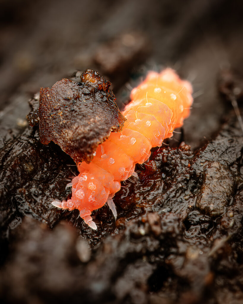 Rötlicher Springschwanz (Bilobella braunerae)