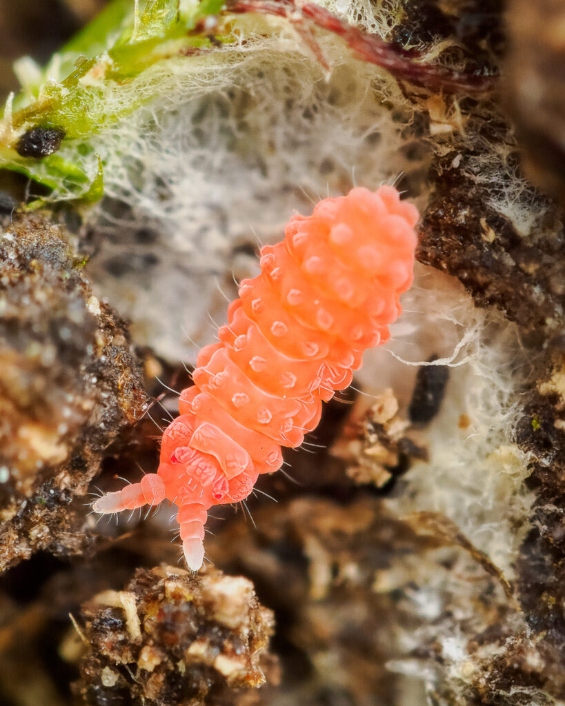 Rötlicher Springschwanz (Bilobella braunerae)
