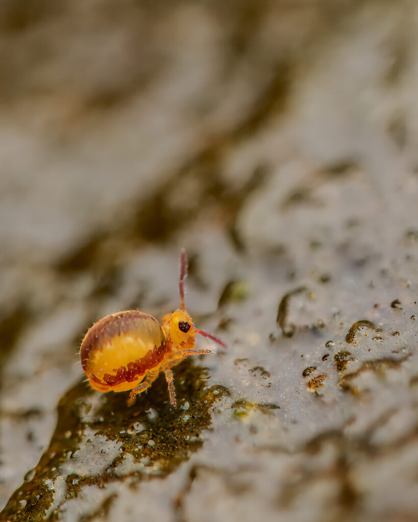 Sminthurides malmgreni