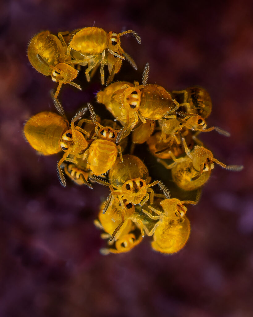 Sminthurinus aureus
