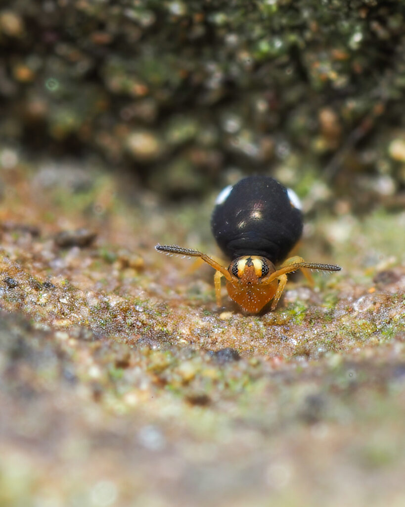 Sminthurinus trinotatus