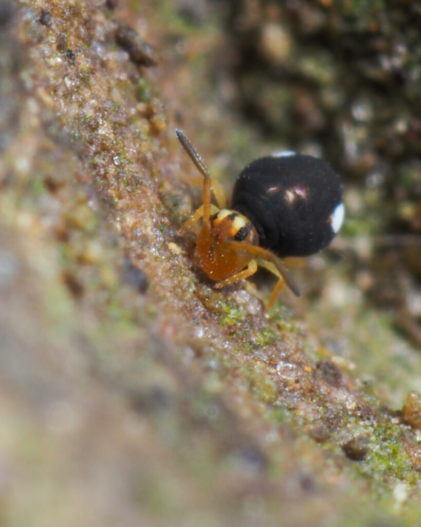 Sminthurinus trinotatus