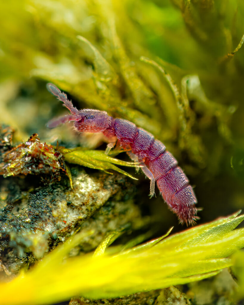 Vertagopus arboreus
